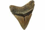 Fossil Megalodon Tooth - North Carolina #235437-1